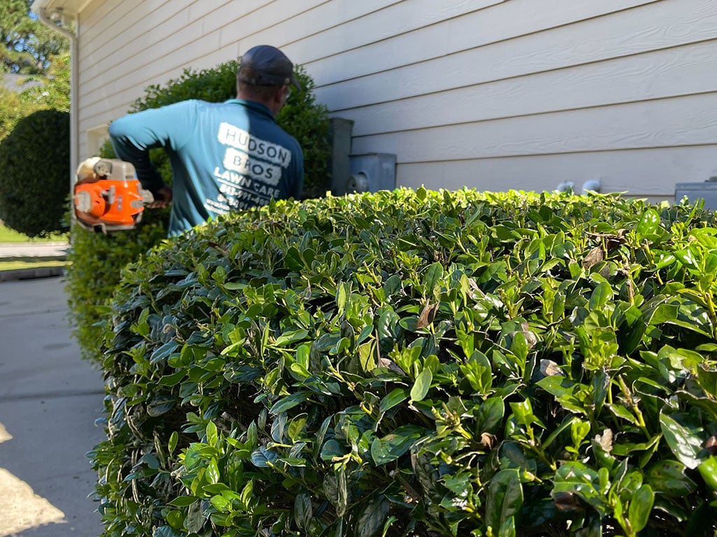 Hedge Trimming