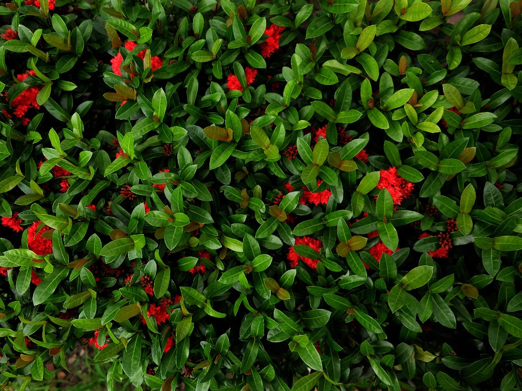 Shrub